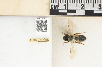 Media type: image;   Entomology 771441 Aspect: Labels